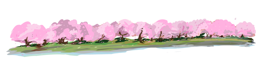 桜並木の風景イラスト