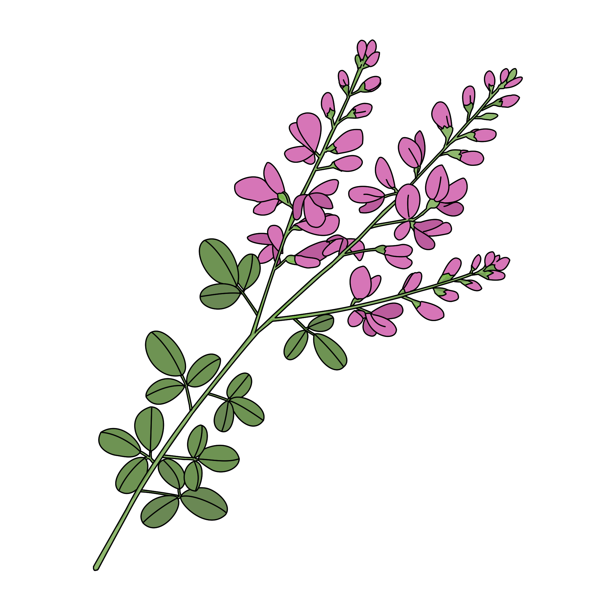 萩の花イラスト｜秋・和風デザイン素材